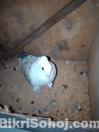 সার্টিন